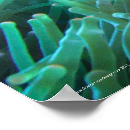 Poster Recherche de Nemo (Coin)