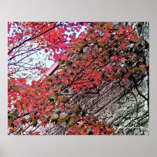 POSTER RECHERCHE DE SKY VIA CRIMSON LEAVES/DIG.EFFEC (Devant)