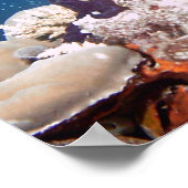 Poster récif (Coin)