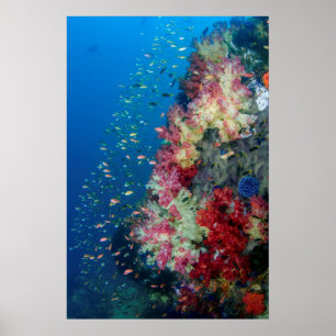 Poster Récif corallien sous-marin, Indonésie