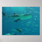 Poster récif de requins (Devant)