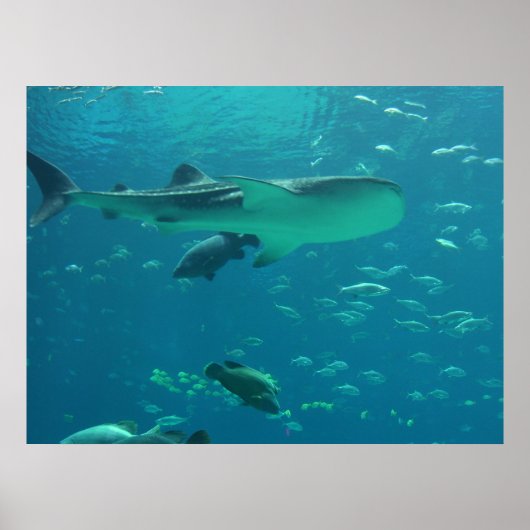 Poster récif de requins (Devant)