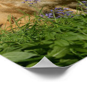 Poster Récipiendaires en or en herbe (Coin)