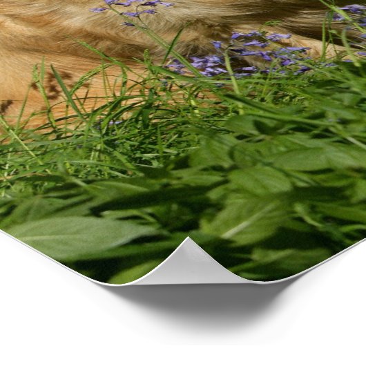 Poster Récipiendaires en or en herbe (Coin)