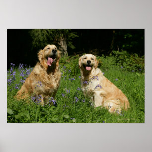 Poster Récipiendaires en or en herbe