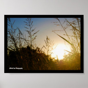 Poster Récolte au lever du soleil