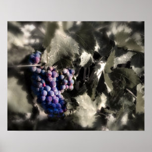 Poster Récolte au vignoble principal de Tefft Cellars