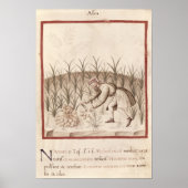 Poster Récolte d'ail (Devant)