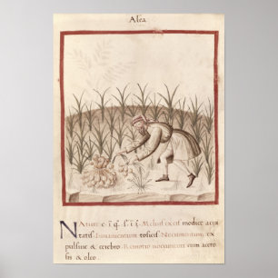 Poster Récolte d'ail