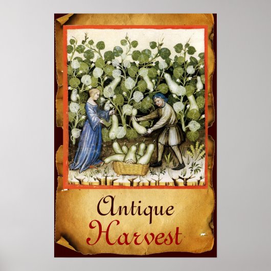 POSTER RÉCOLTE DE COURGES ANCIENNE SUR PARCHEMIN (Devant)