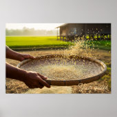 Poster Récolte de grains, rizière (Devant)