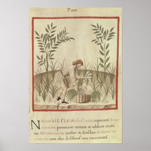Poster Récolte de poireaux, de 'Tacuinum Sanitatis' (Devant)