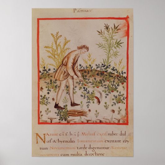 Poster Récolte de snips de 'Tacuinum Sanitatis' (Devant)
