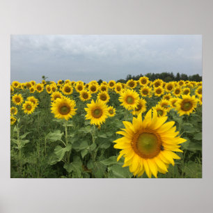 Poster Récolte rustique sur le terrain de tournesol