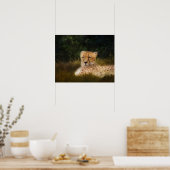 Poster Recréer le guépard à Fossil Rim (Cuisine)