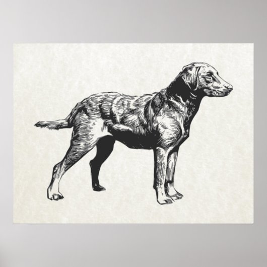 Poster récupérateur de baie chesapeake (Devant)