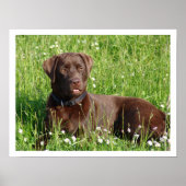 Poster Récupérateur de chocolat Labrador en herbe (Devant)