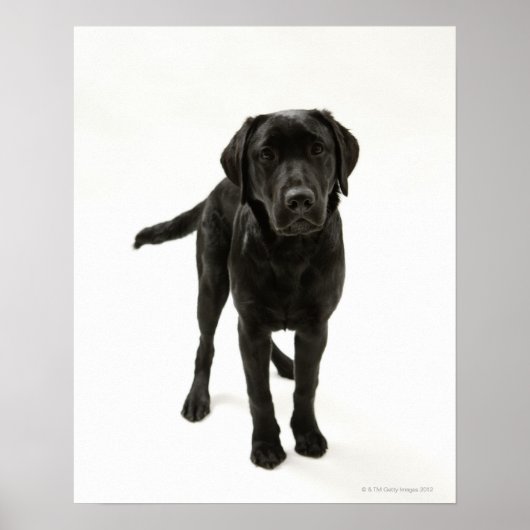 Poster Récupérateur de labrador noir (Devant)