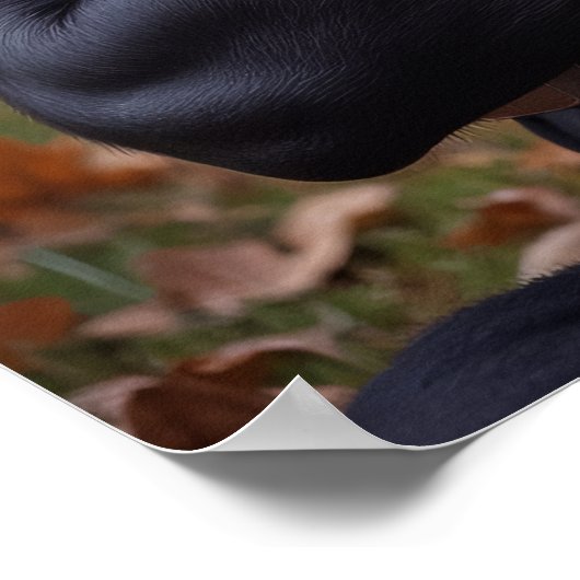 Poster Récupère. Nap. Recommencer. Pour 100 missions. (Coin)