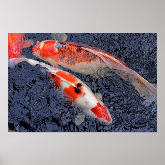 Poster Red and white koi carp (Devant)