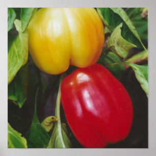 Poster Red Bell Peppers Ripen sur Plante avec Feuilles
