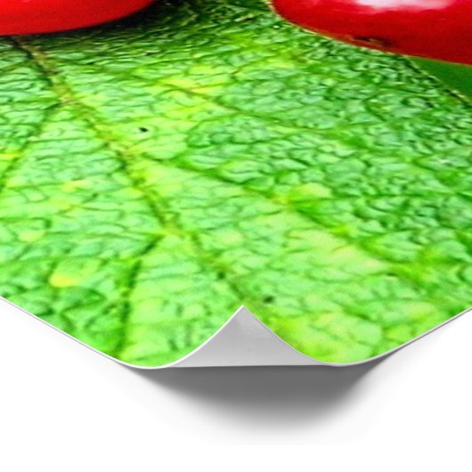 Poster Red Berries With Raindrops (Coin)