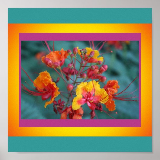 Poster Red Bird of Paradise (Devant)