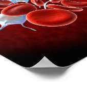 Poster Red Blood Cells With Leukocytes (Coin)