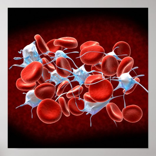 Poster Red Blood Cells With Leukocytes (Devant)