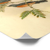 Poster Red Breased Fantail Flycatcher Bird Imprimer Vinta (Coin)