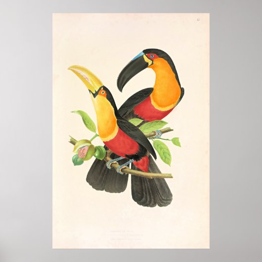 Poster Red-Breasted Toucan Bird (Devant)