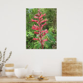 Poster Red Buckeye (Cuisine)