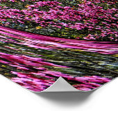 Poster Red Bud tree.... (Coin)