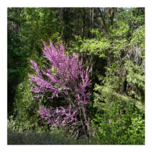 Poster Red Bud tree au printemps...