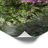 Poster Red Bud tree au printemps... (Coin)