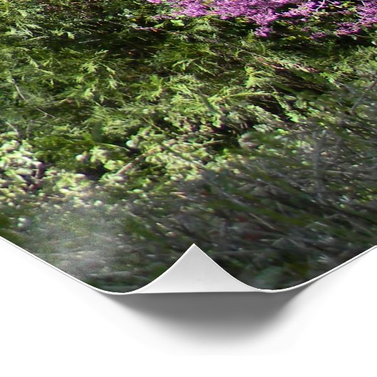 Poster Red Bud tree au printemps... (Coin)