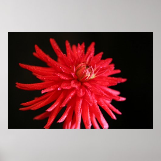 Poster Red Cactus Dahlia (Devant)
