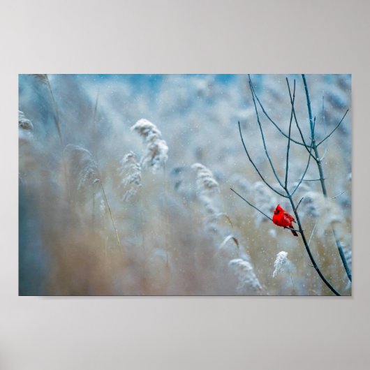 Poster Red Cardinal dans Winter Nature Photo de Christmas (Devant)