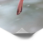 Poster Red cardinal en hiver (Coin)