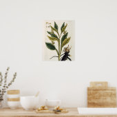 Poster Red Chili (gravure couleur) (Cuisine)