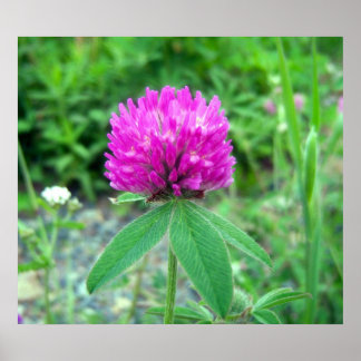 Poster Red Clover Blossom 3