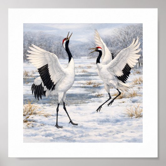 Poster Red-crowned Cranes Dancing in Winter –  (Devant)