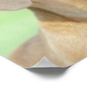 Poster Red Dachshund (Coin)