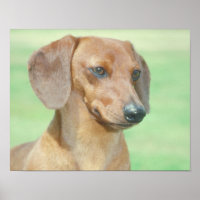 Poster Red Dachshund