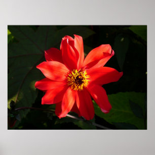 Poster Red Dahlia (évêque de Llandaff)