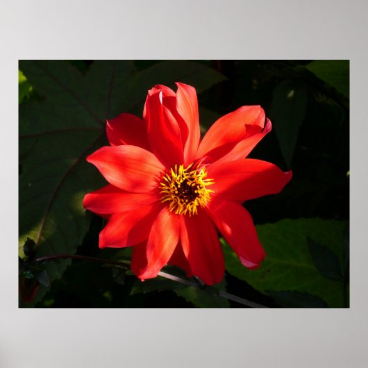 Poster Red Dahlia (évêque de Llandaff) (Devant)