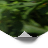 Poster Red Dahlias (Coin)