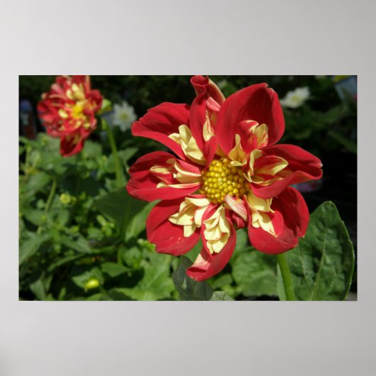 Poster Red Dahlias (Devant)