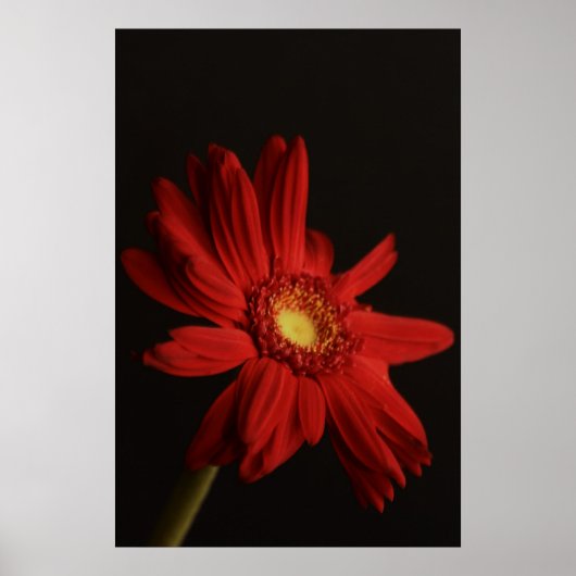 Poster Red Daisy {Macro} (Devant)