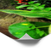 Poster Red Dart Frog CB (Coin)